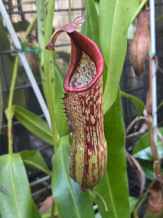 Nepenthes x Rokko