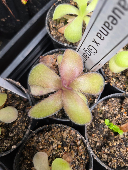 Pinguicula laueana x gigantea (Medium)
