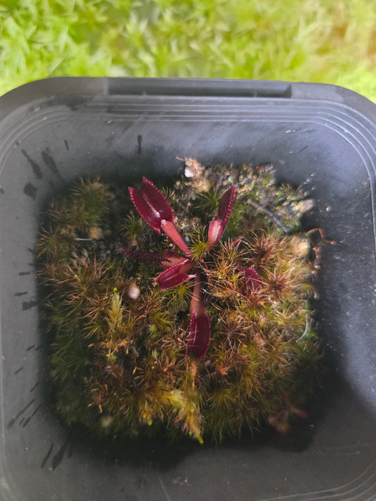 Dionaea muscipula 'Red Dragon'