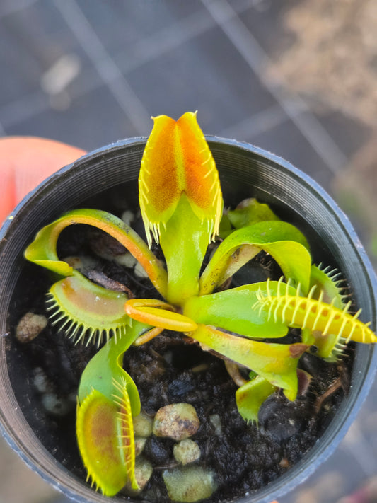 Dionaea muscipula "Typical"