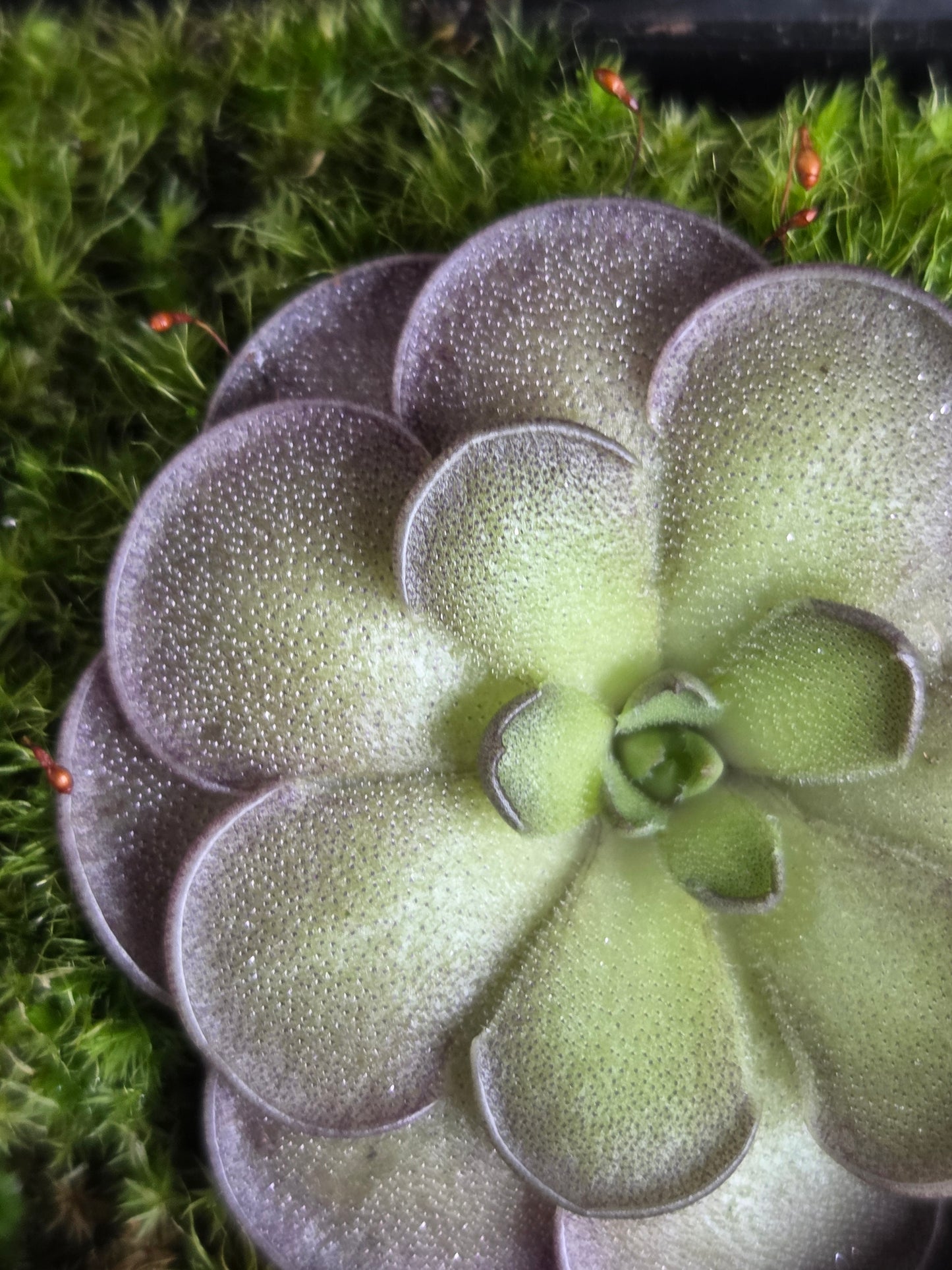 Pinguicula cyclosecta (Large)
