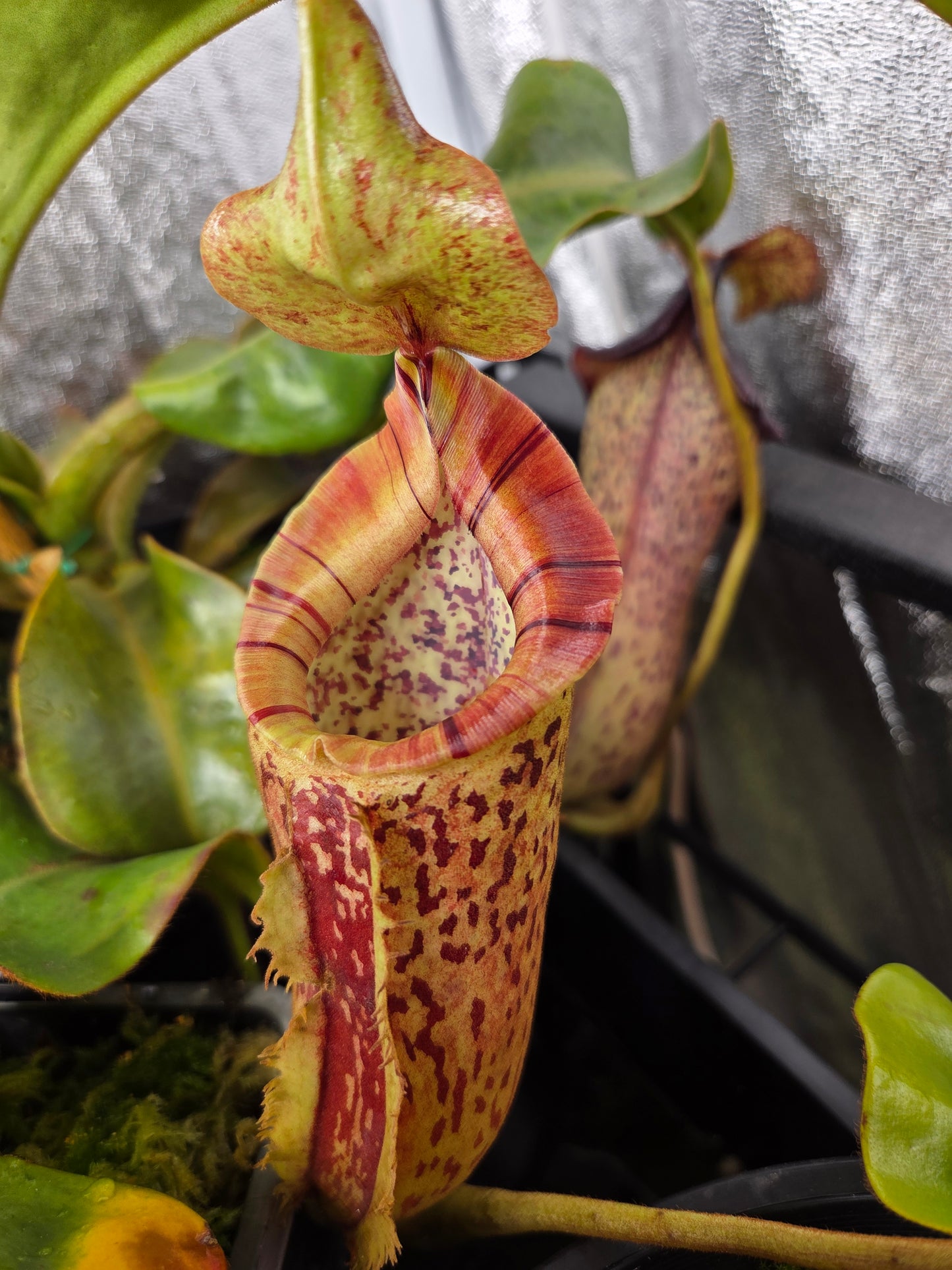 Nepenthes (spathulata x thorelii) x {[(lowii x veitchii) x boschiana] x platychila