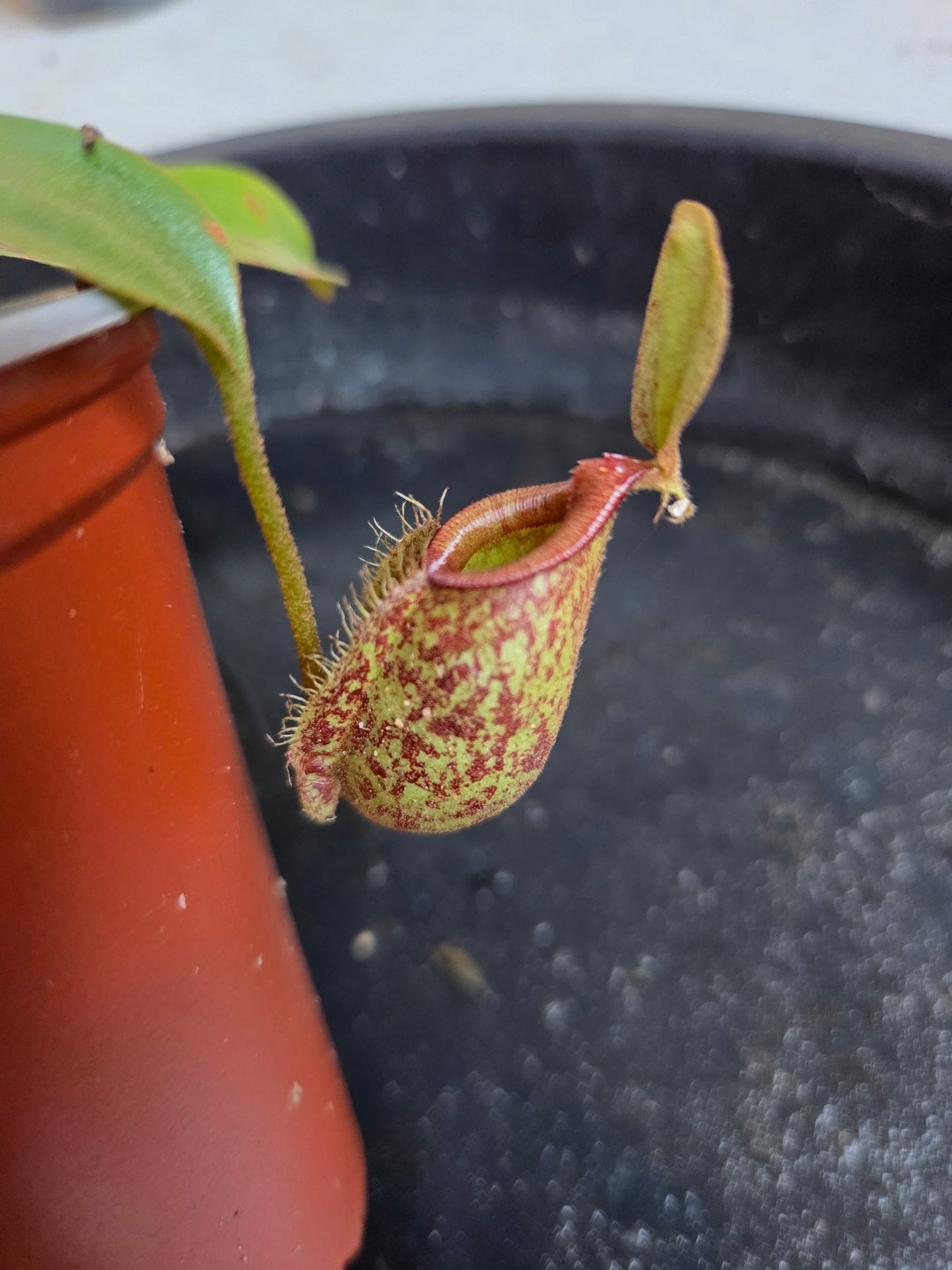 Nepenthes 'Hookeriana'