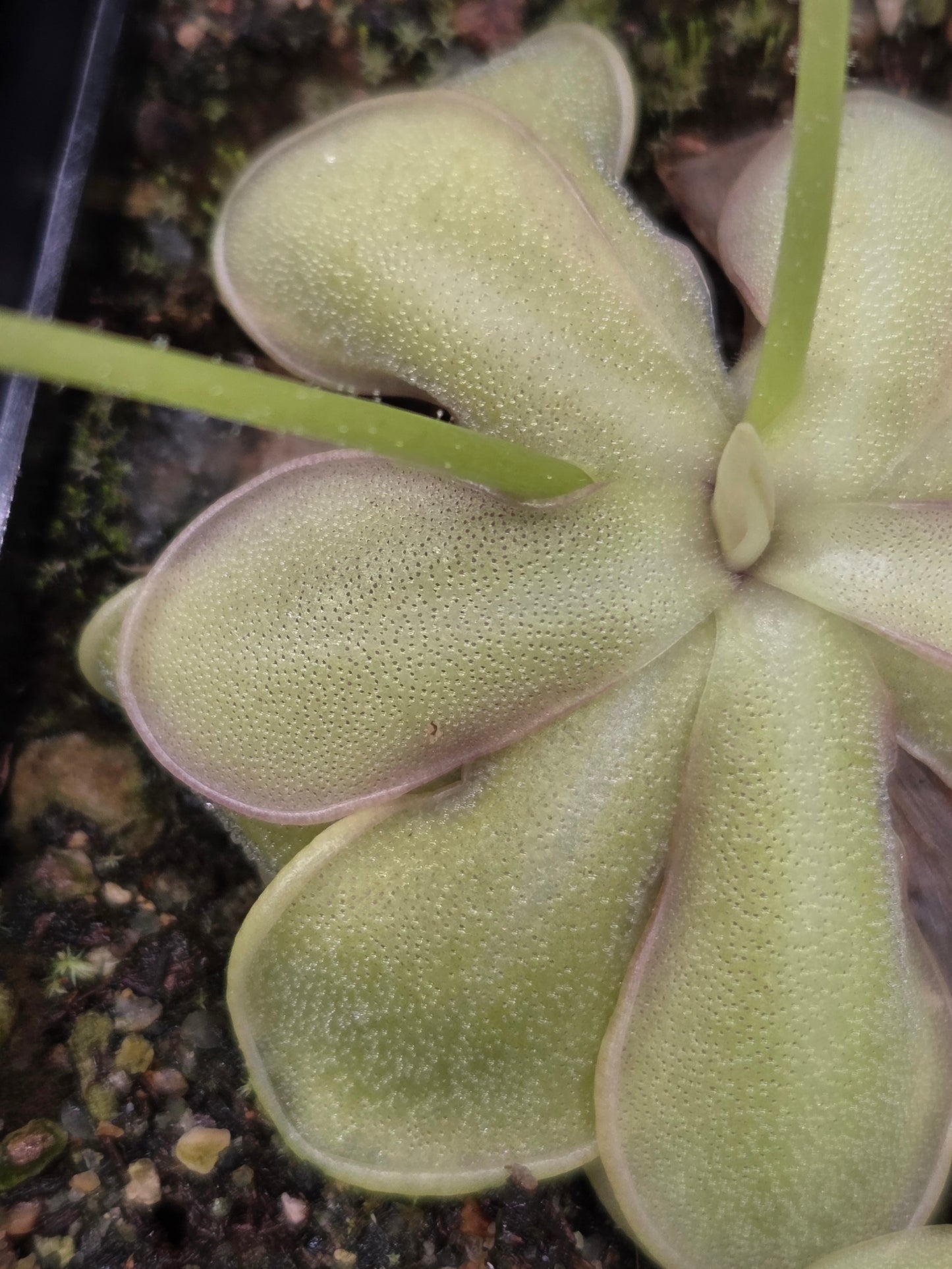 Pinguicula emarginata