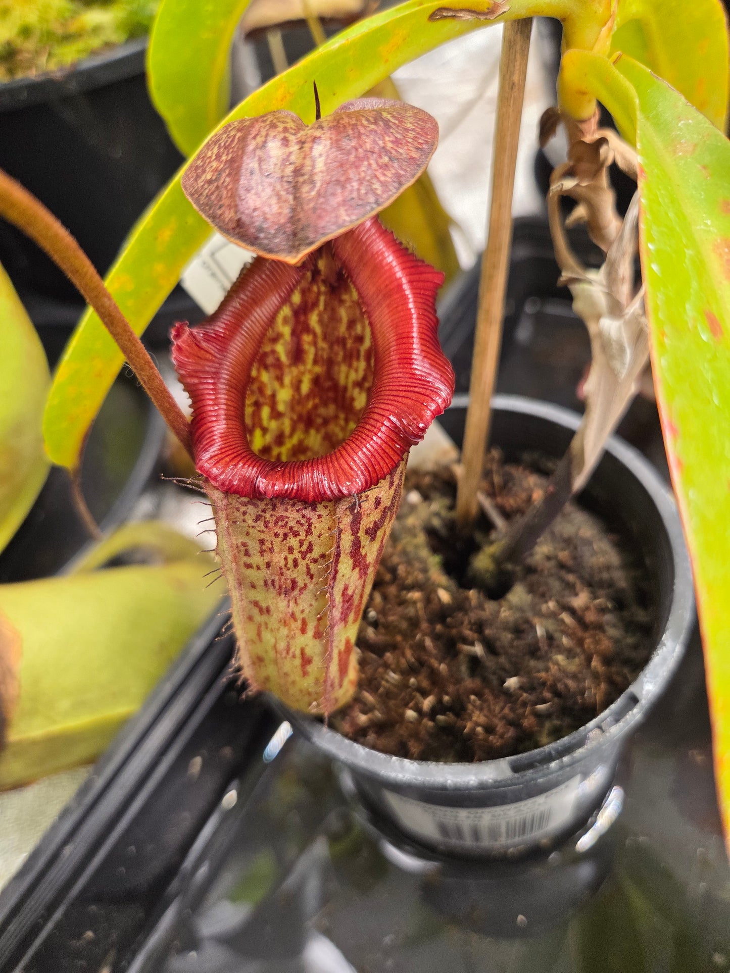 Nepenthes 'Gothica'