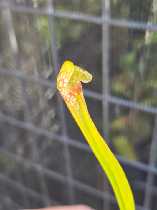 Sarracenia x Wrigleyana