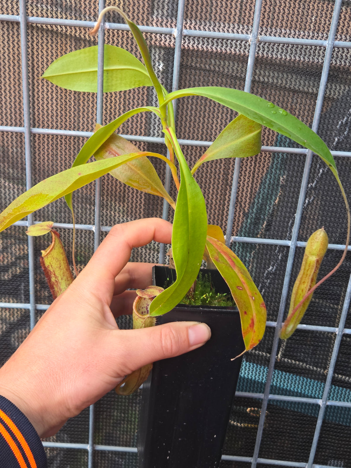 Nepenthes mixta x maxima
