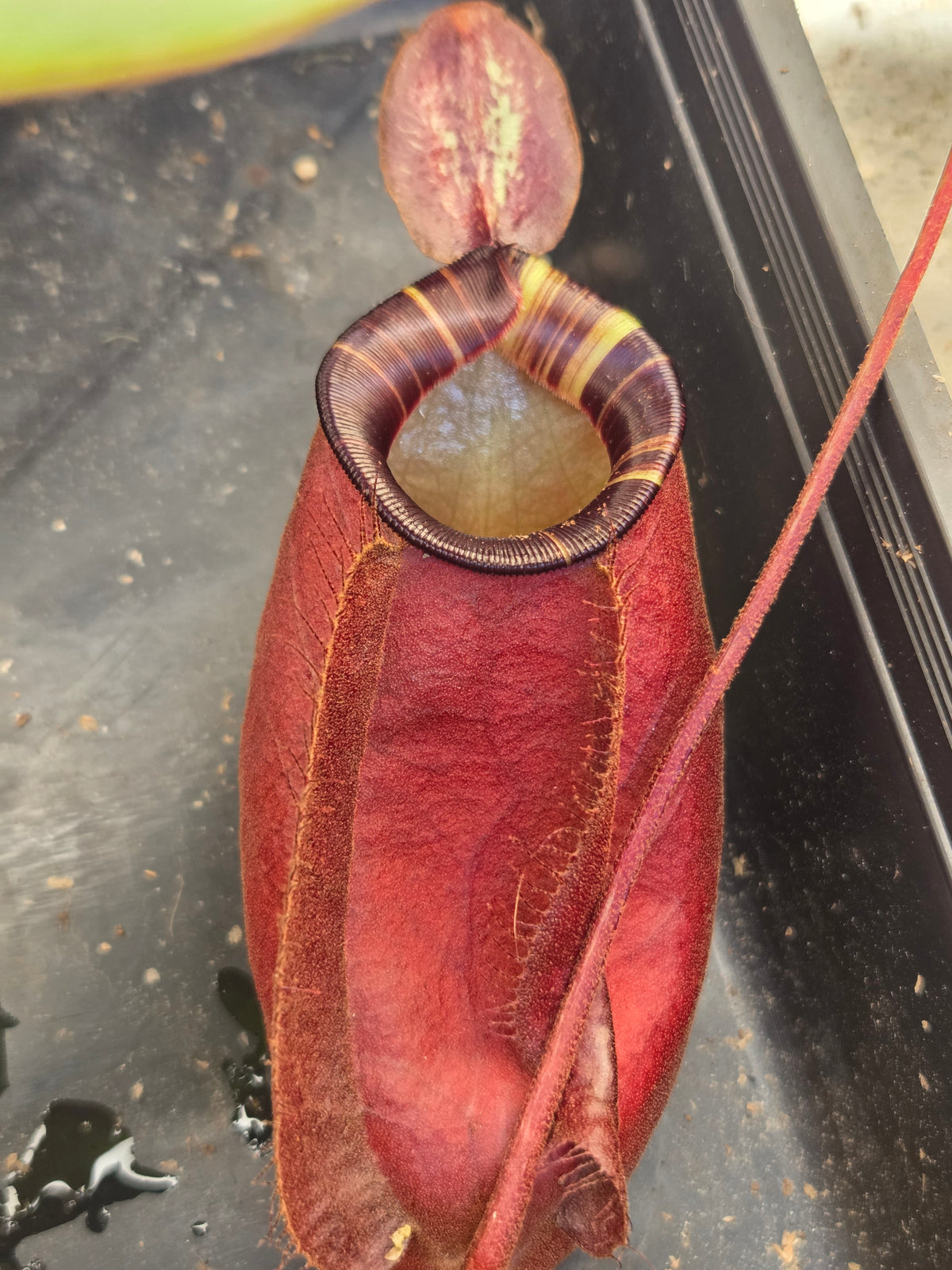 Nepenthes (viking x rafflesiana) x ampullaria (Large)