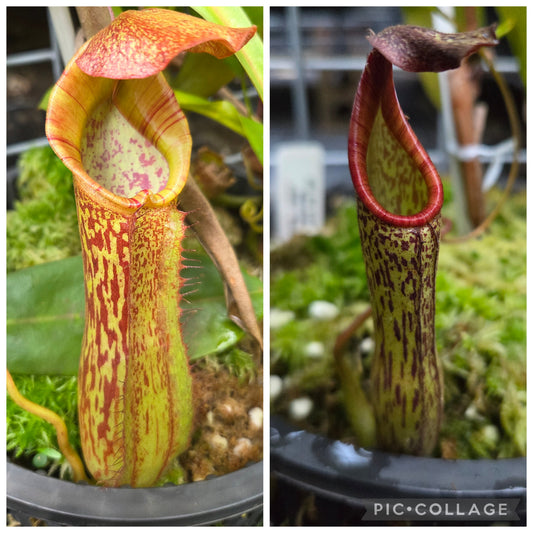 Nepenthes Rokko x zakriana