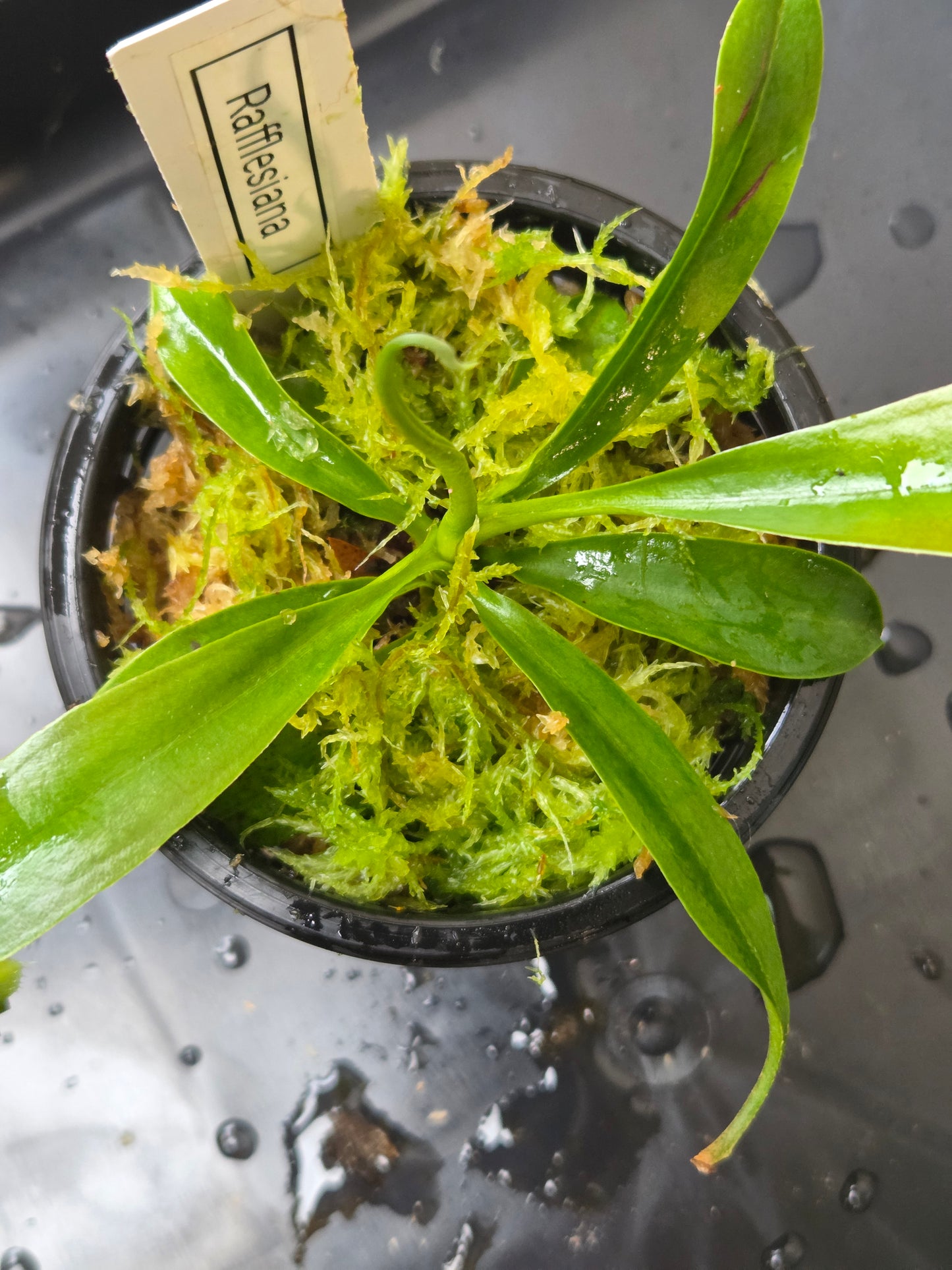 Nepenthes rafflesiana