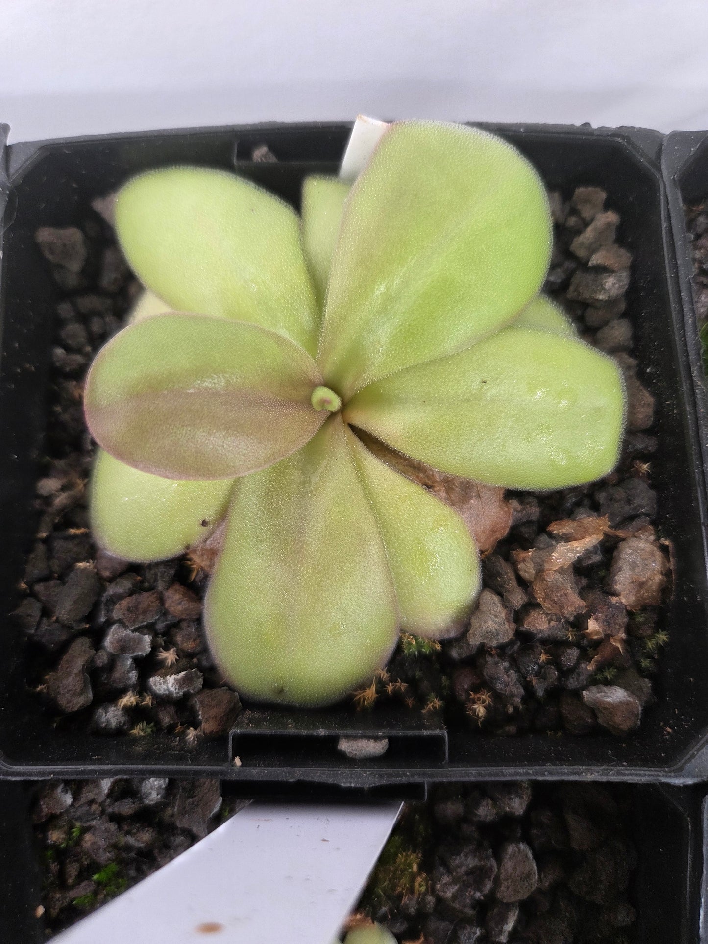 Pinguicula laueana x gigantea