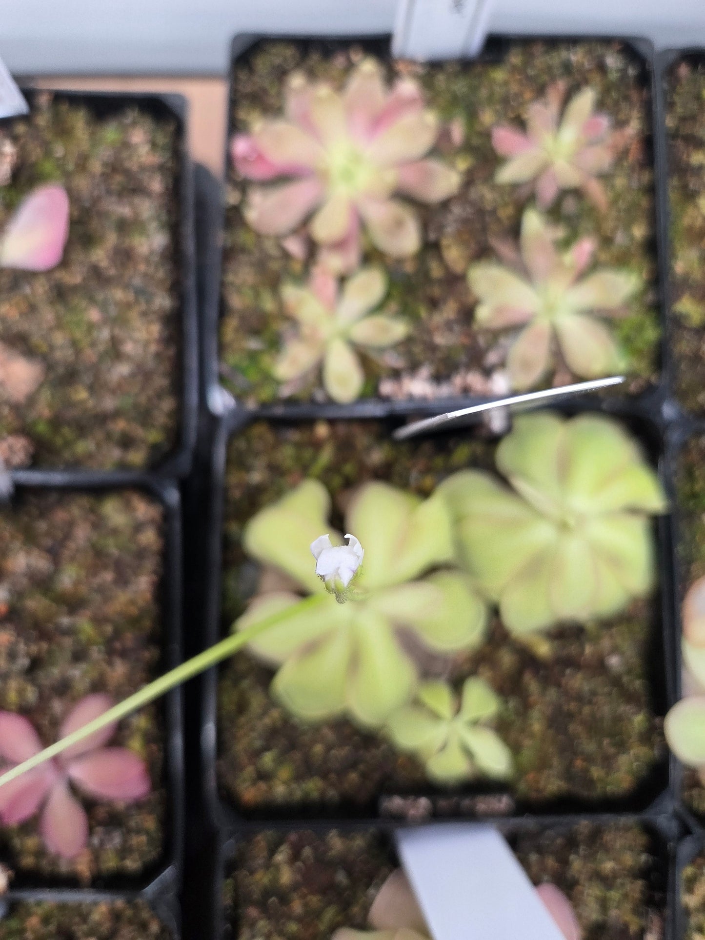 Pinguicula emarginata
