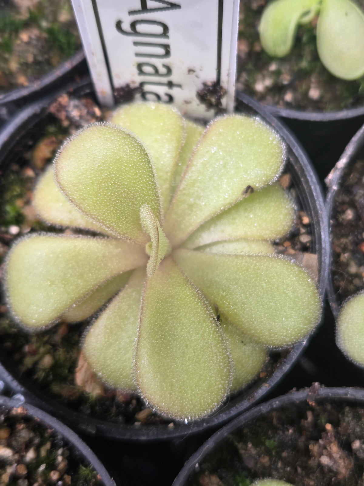 Pinguicula gigantea x agnata (Medium)