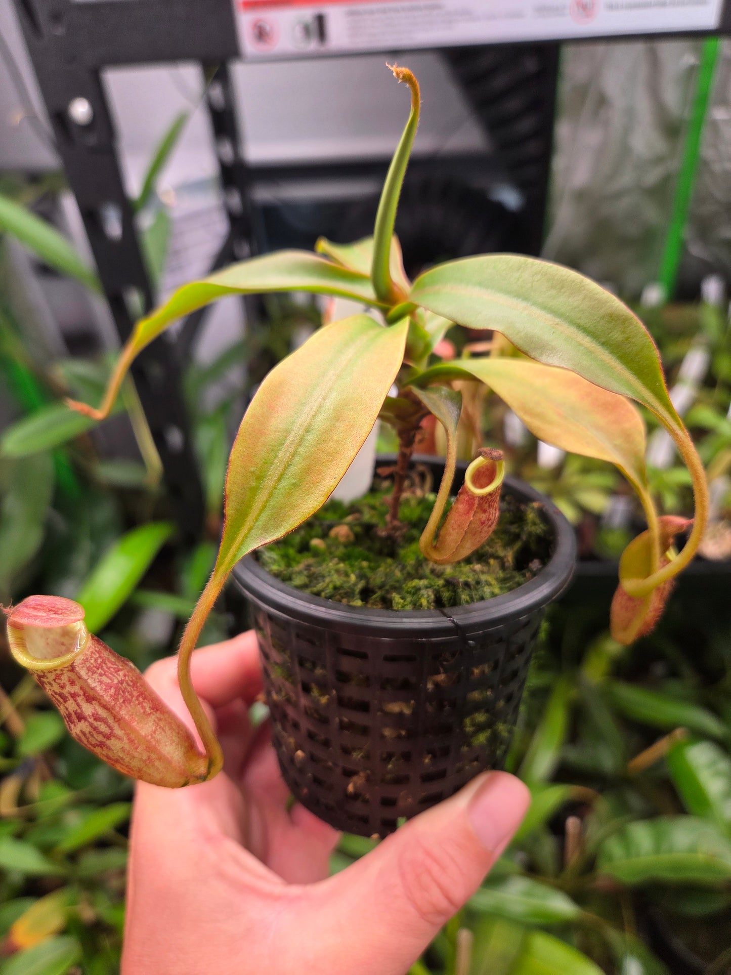 Nepenthes spectabilis x bongso BE - 3991