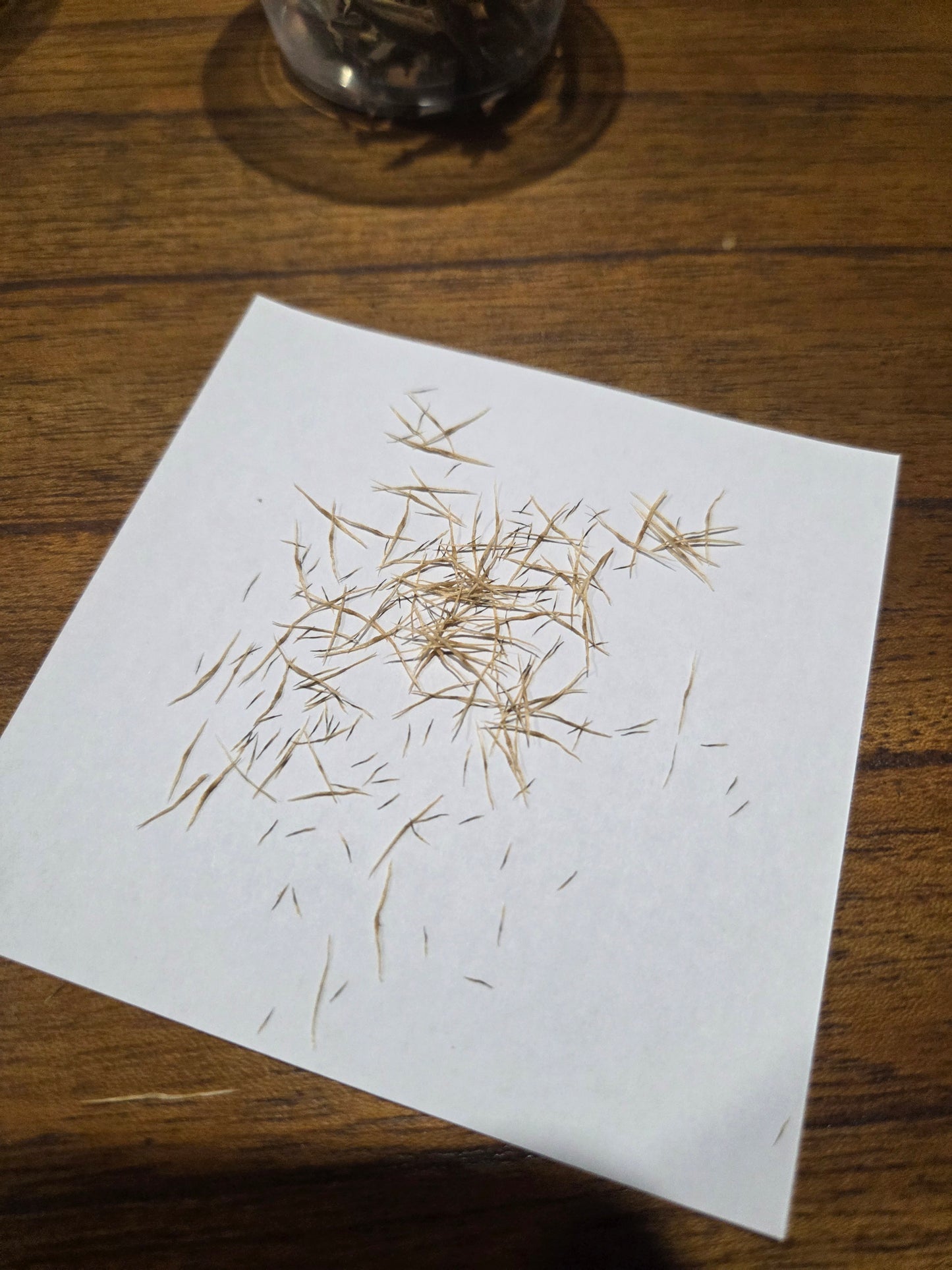 Nepenthes (bicalcarata x mira) x bokorensis