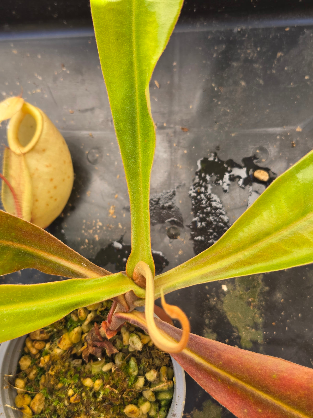 Nepenthes (viking x rafflesiana) x ampullaria (Large)
