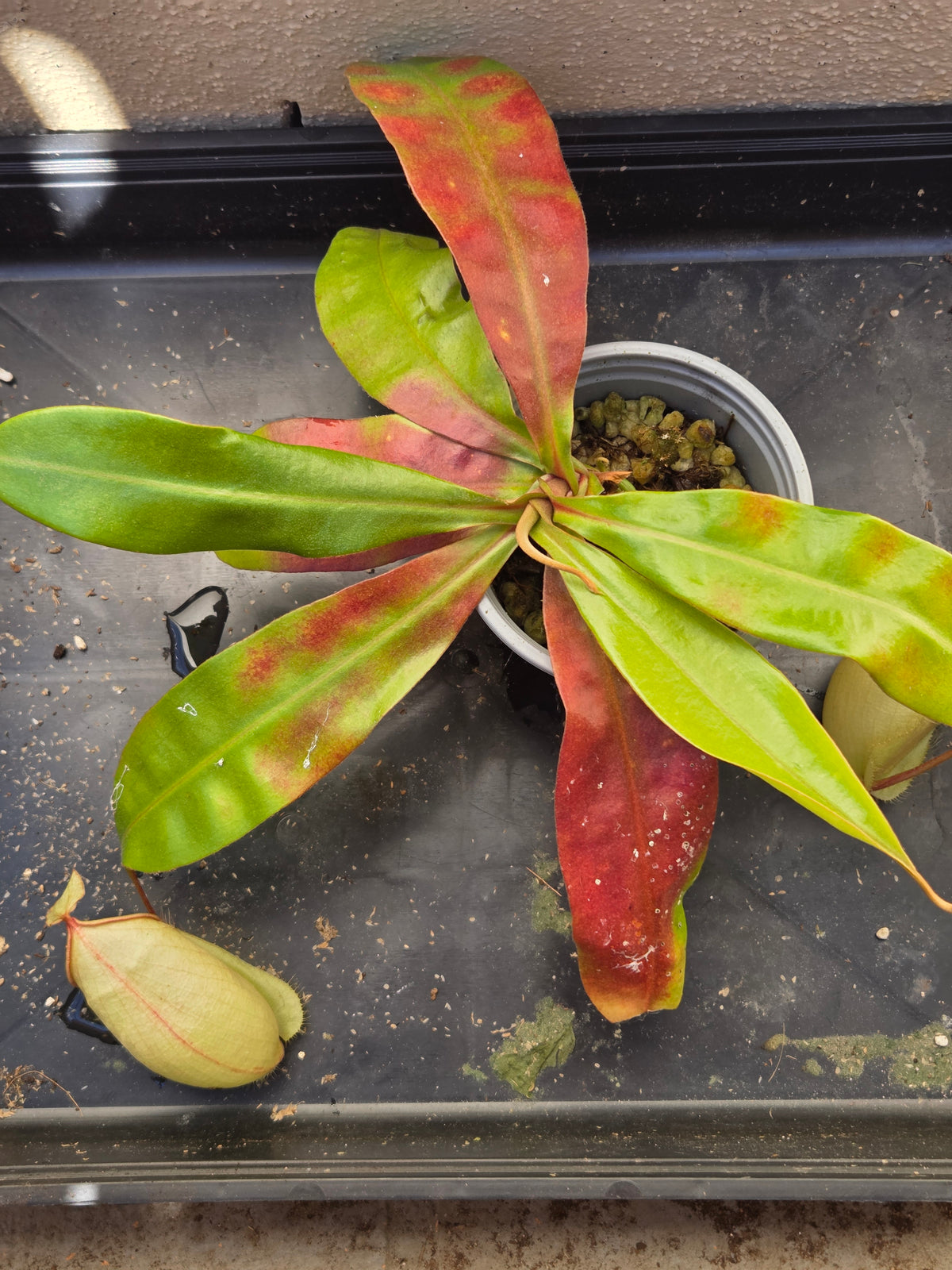 Nepenthes (viking x rafflesiana) x ampullaria (Medium)
