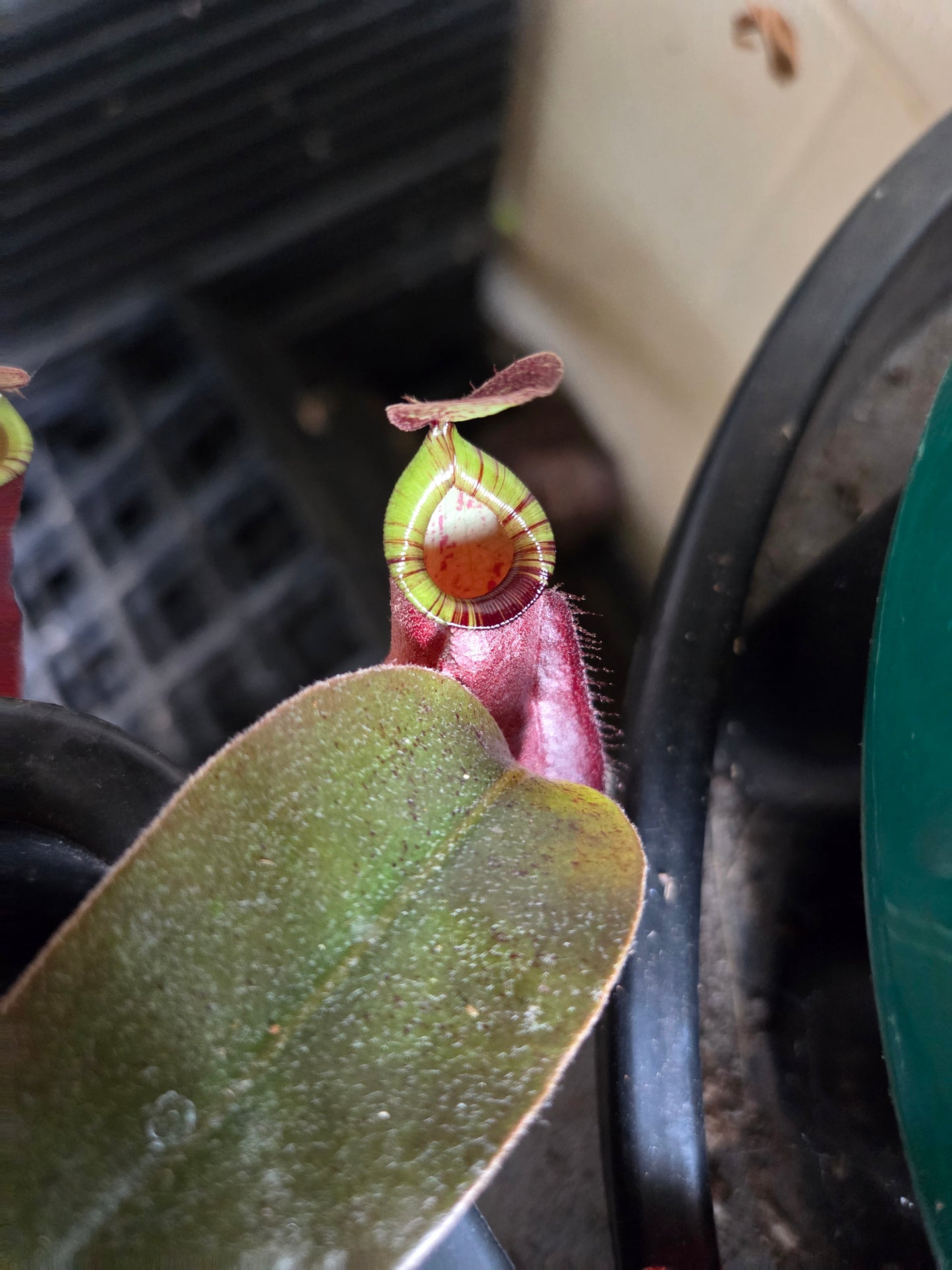 Nepenthes (viking x rafflesiana) x ampullaria (Small)