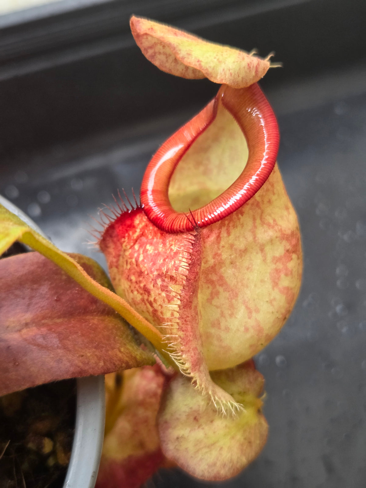 Nepenthes Complex Lowland