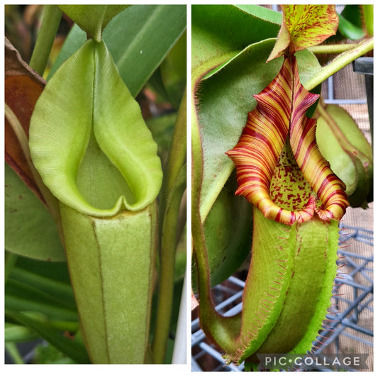 (emaye x veitchii) x (truncata x veitchii)