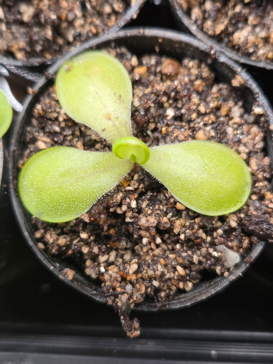 Pinguicula moranensis 'Superba' (Small)
