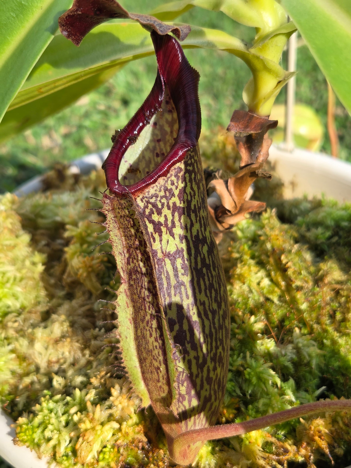 Nepenthes (boschiana x zakriana) x (maxima 'dark' x talangensis)