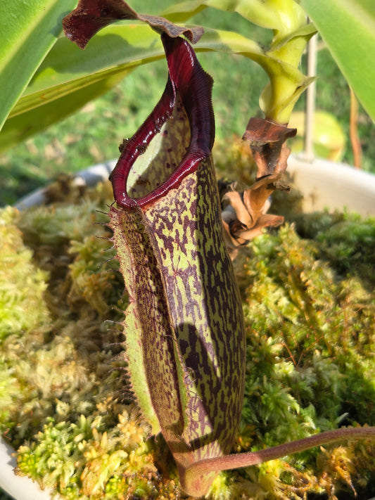 Nepenthes (boschiana x zakriana) x (maxima 'dark' x talangensis)