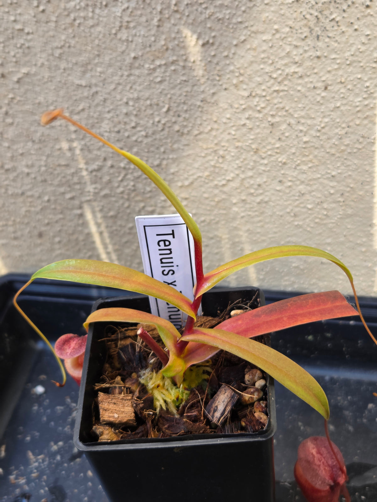 Nepenthes tenuis x tenuidion