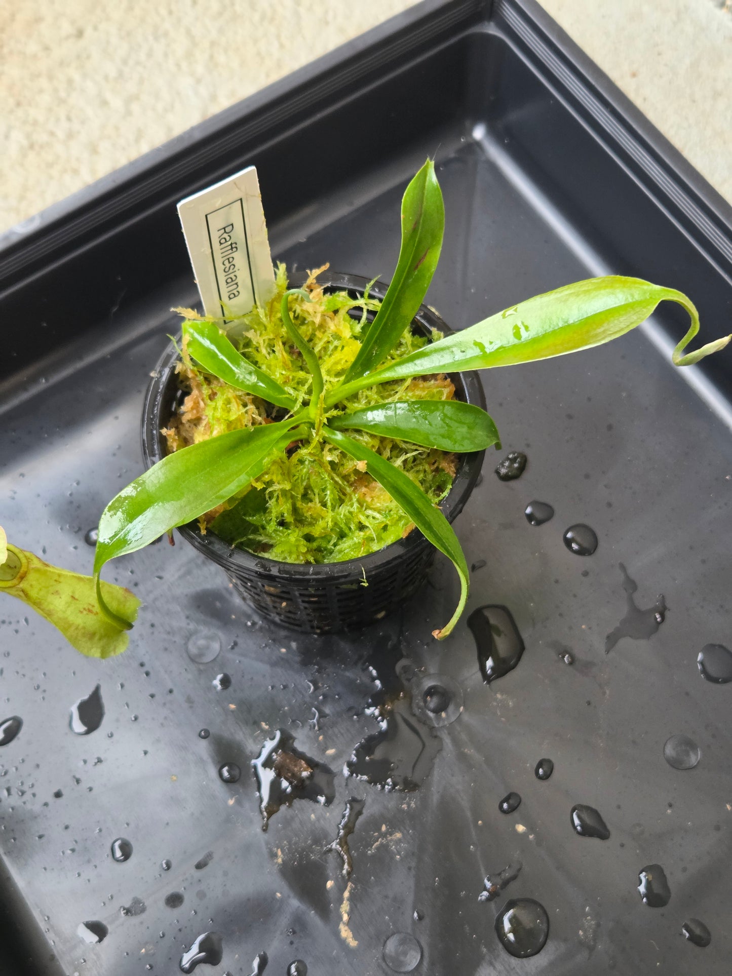 Nepenthes rafflesiana