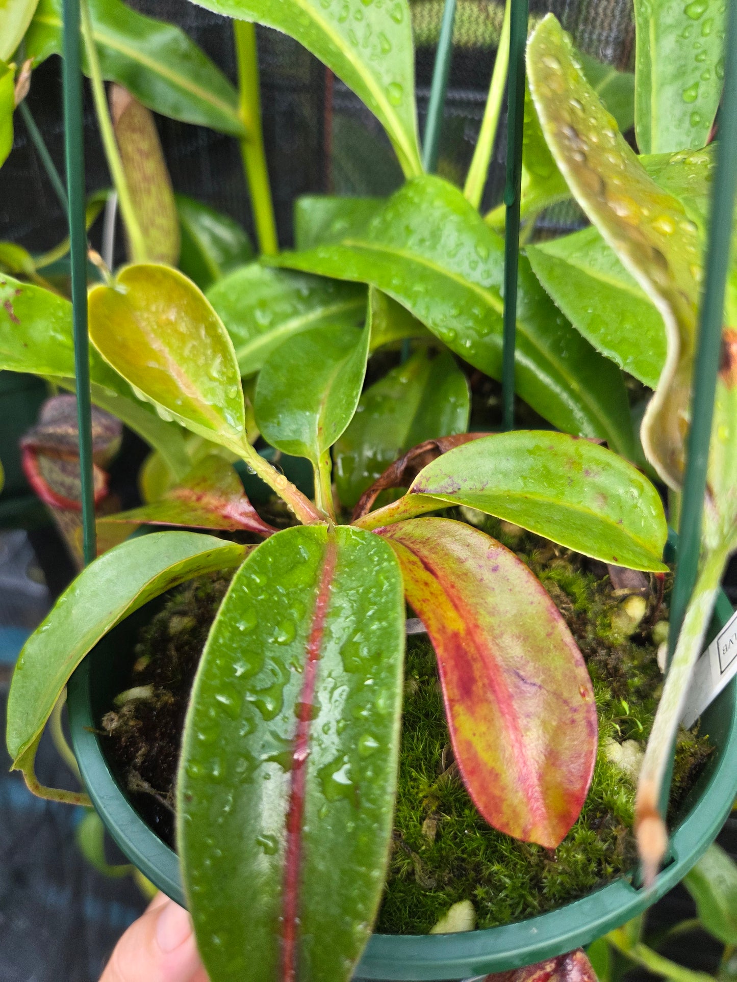 Nepenthes (glandulifera x boschiana) x LVB