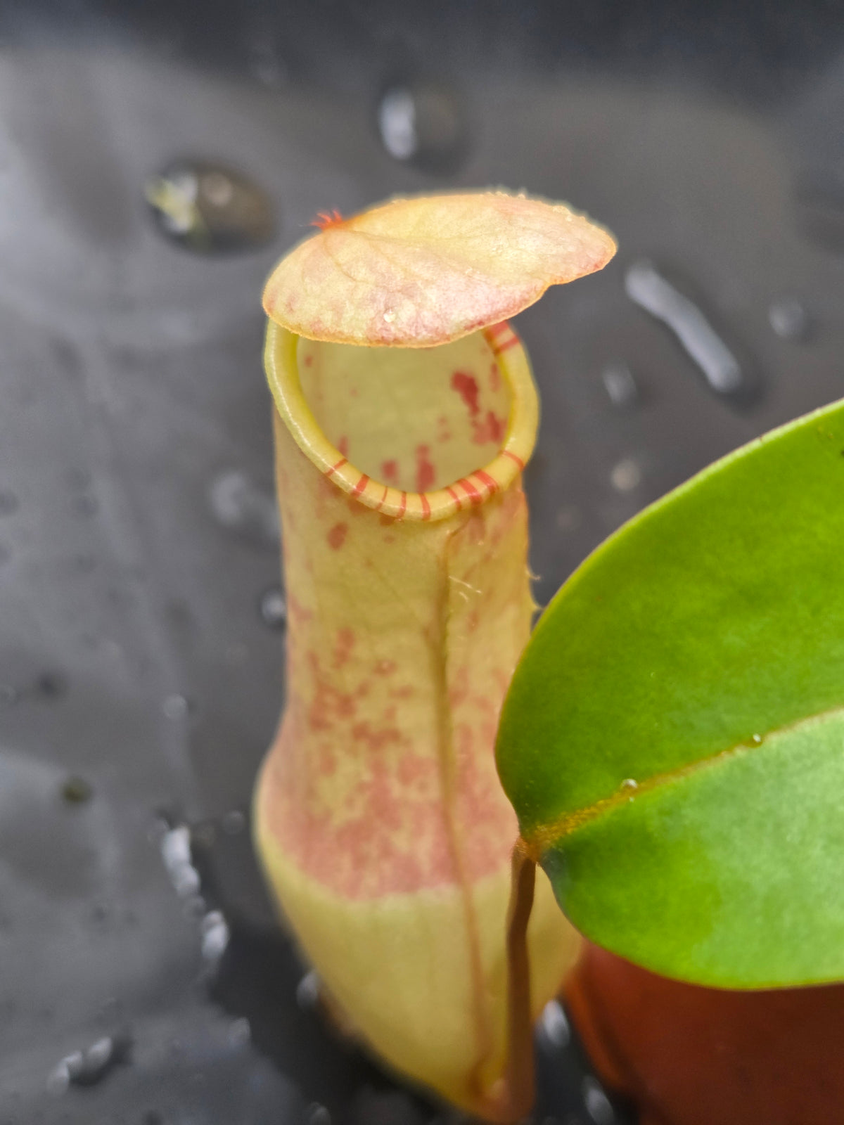 Nepenthes eustachya
