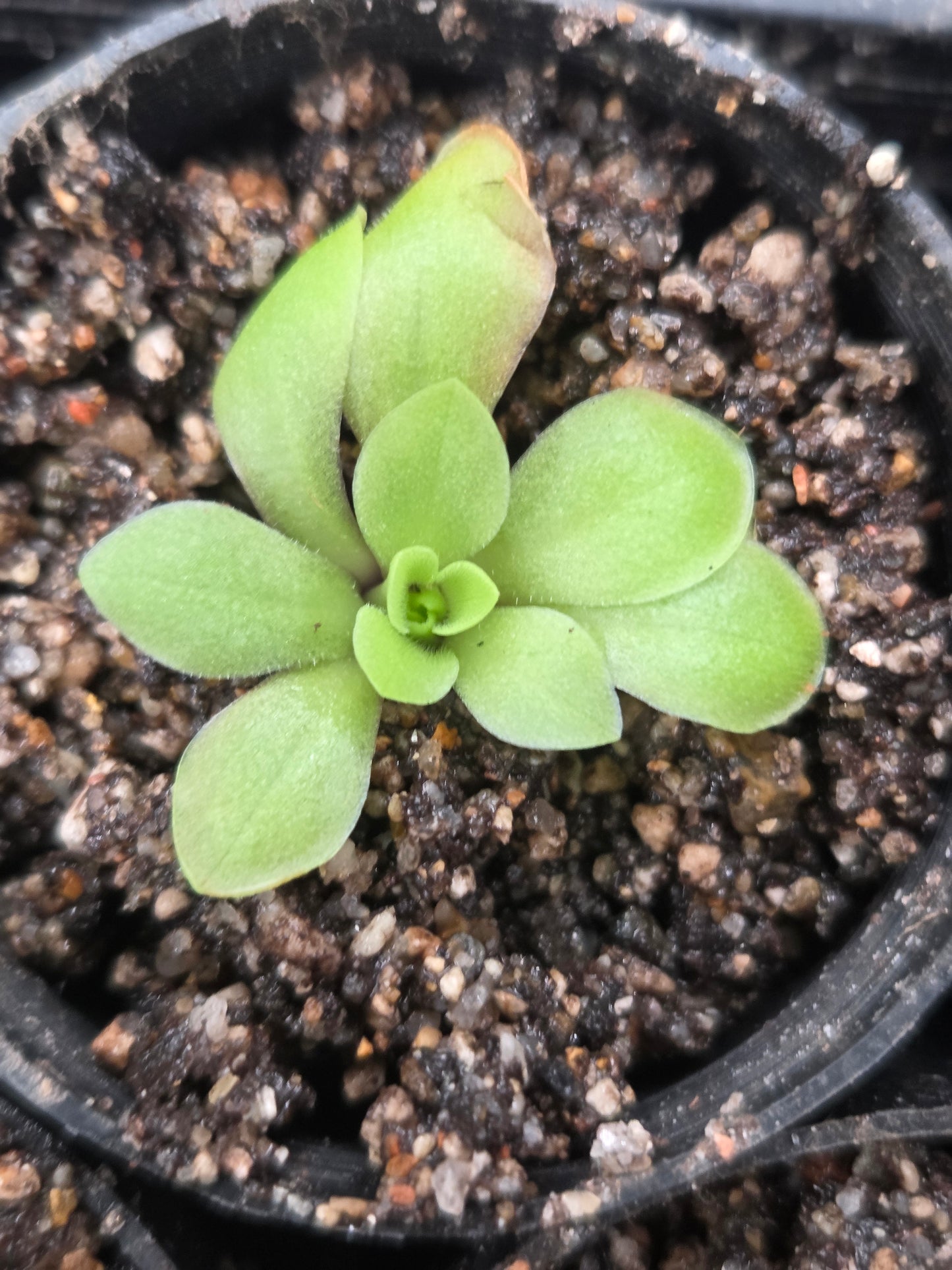 Pinguicula moranensis (Small)
