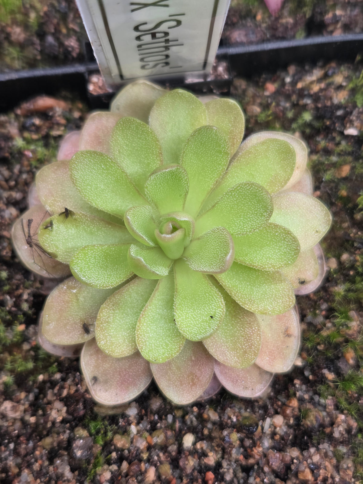 Pinguicula agnata x 'Sethos' (Small)