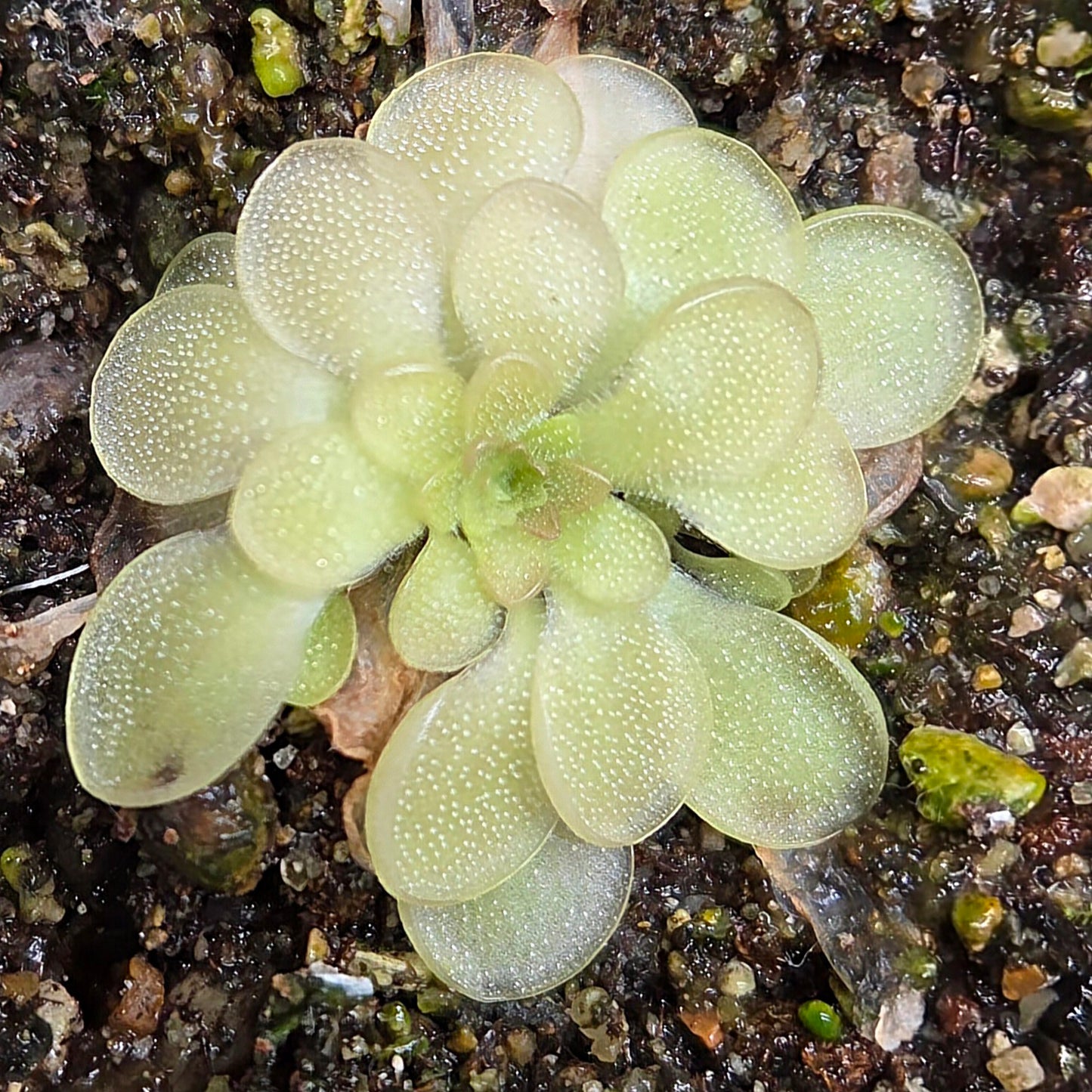 Pinguicula potosiensis