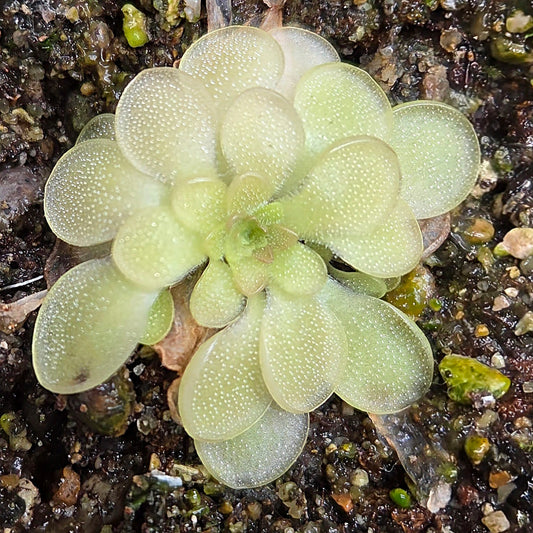 Pinguicula potosiensis