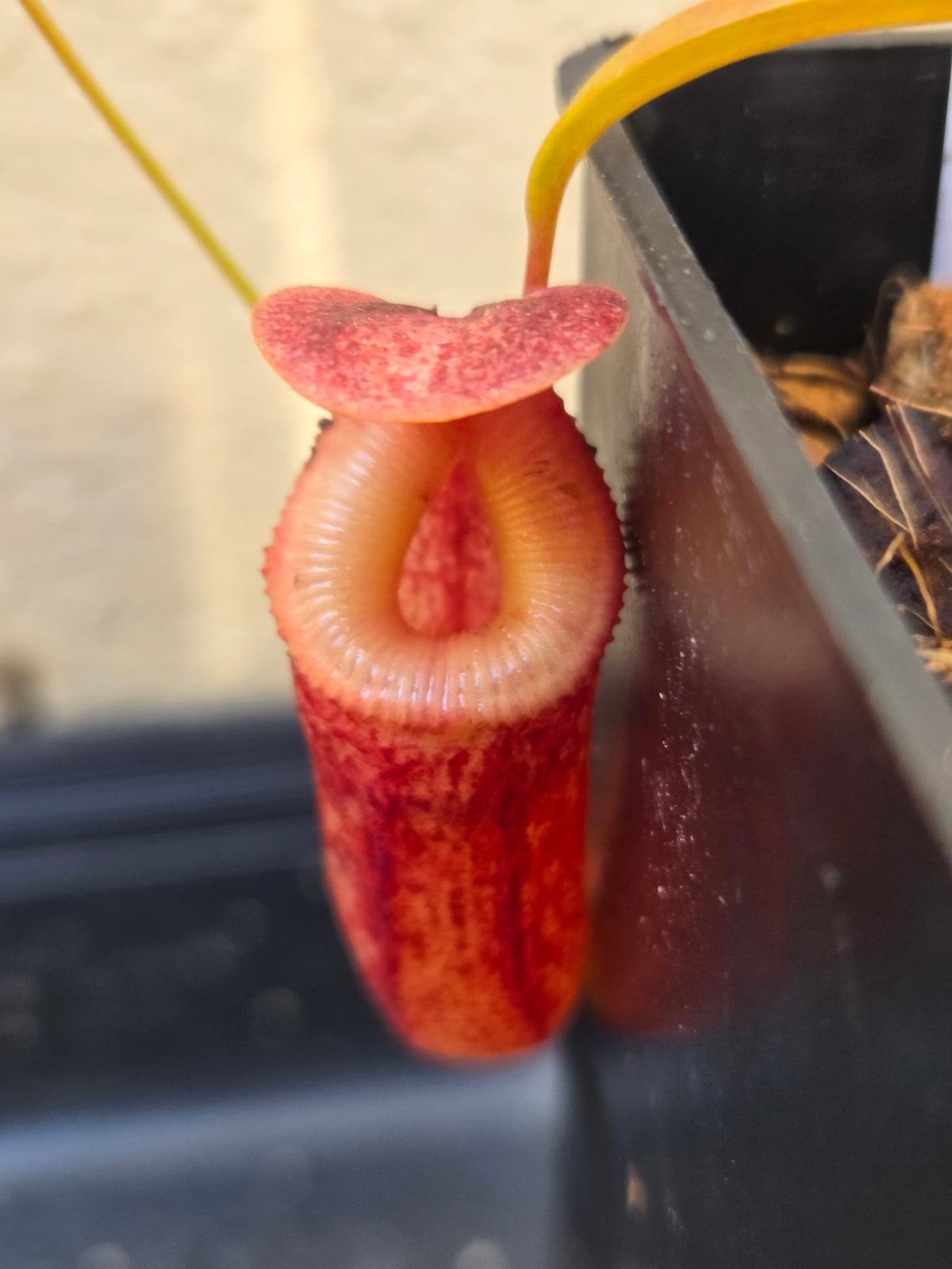 Nepenthes tenuis x tenuidion