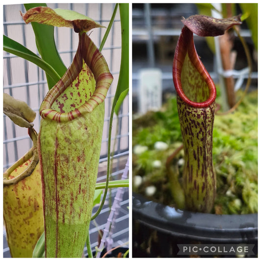 Nepenthes (mixta x maxima) x zakriana