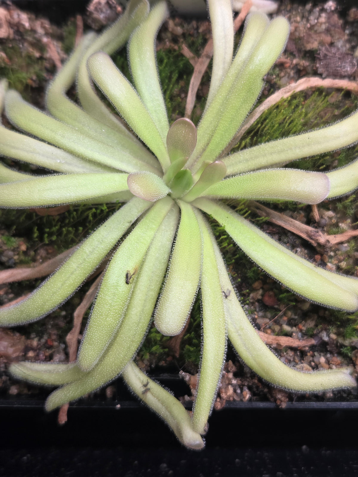 Pinguicula moctezumae x moranensis (f. flos-mulionis) (Small)