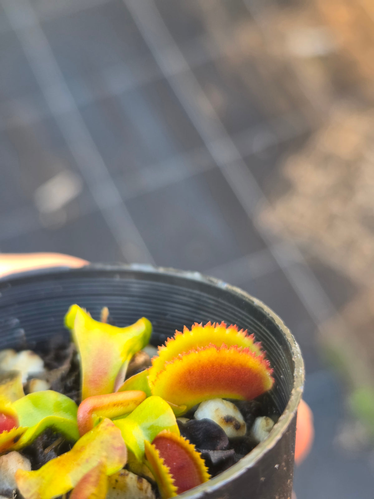 Dionaea muscipula "Bristletooth"