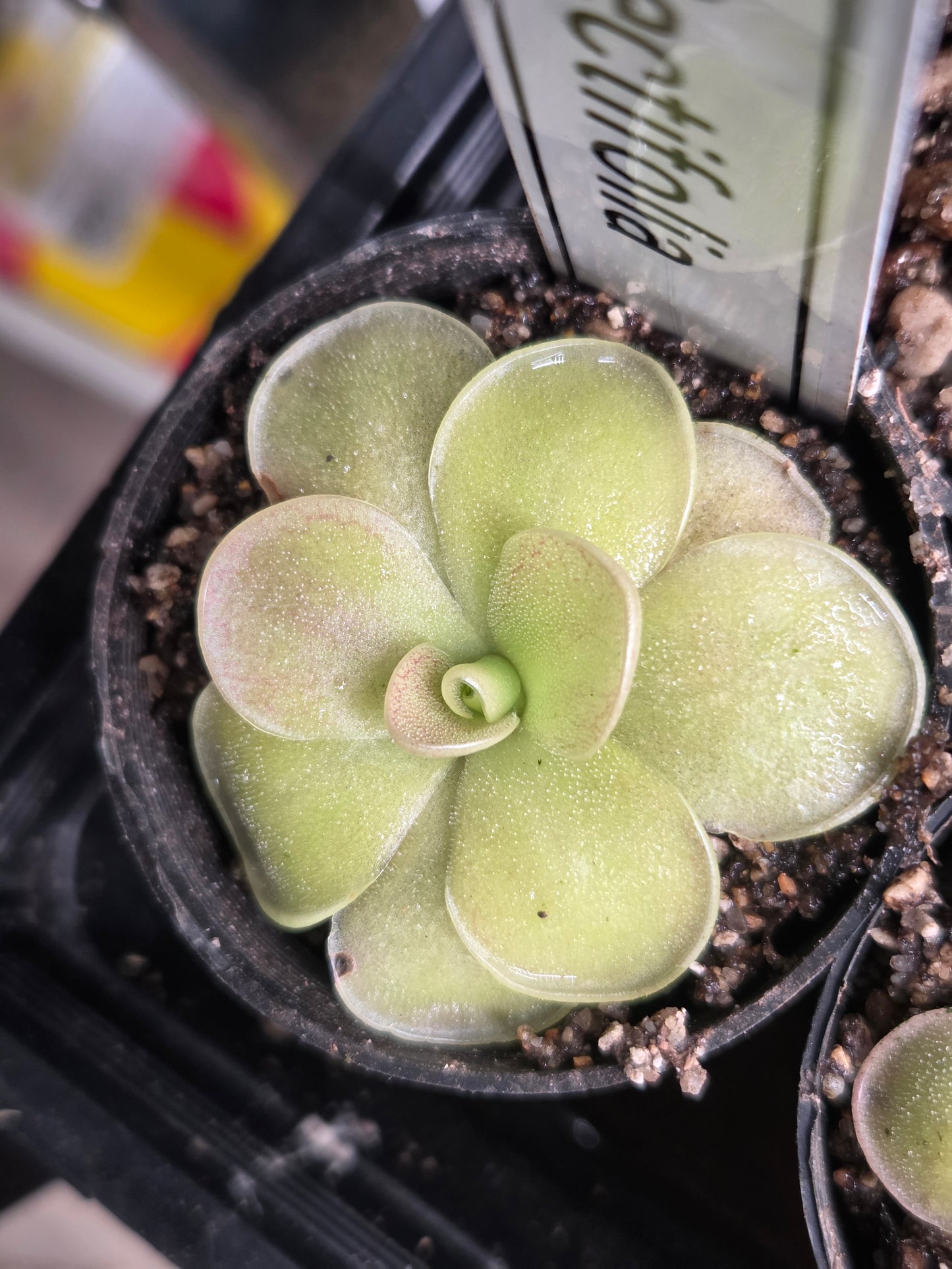 Pinguicula rectifolia (Large)