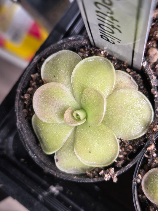 Pinguicula rectifolia (Large)
