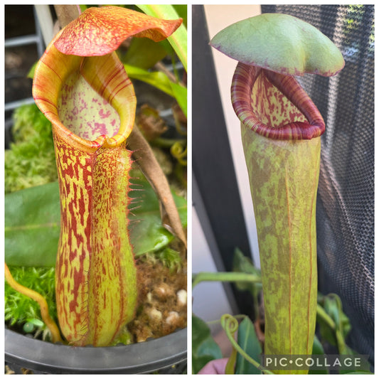 Nepenthes Rokko x bokorensis