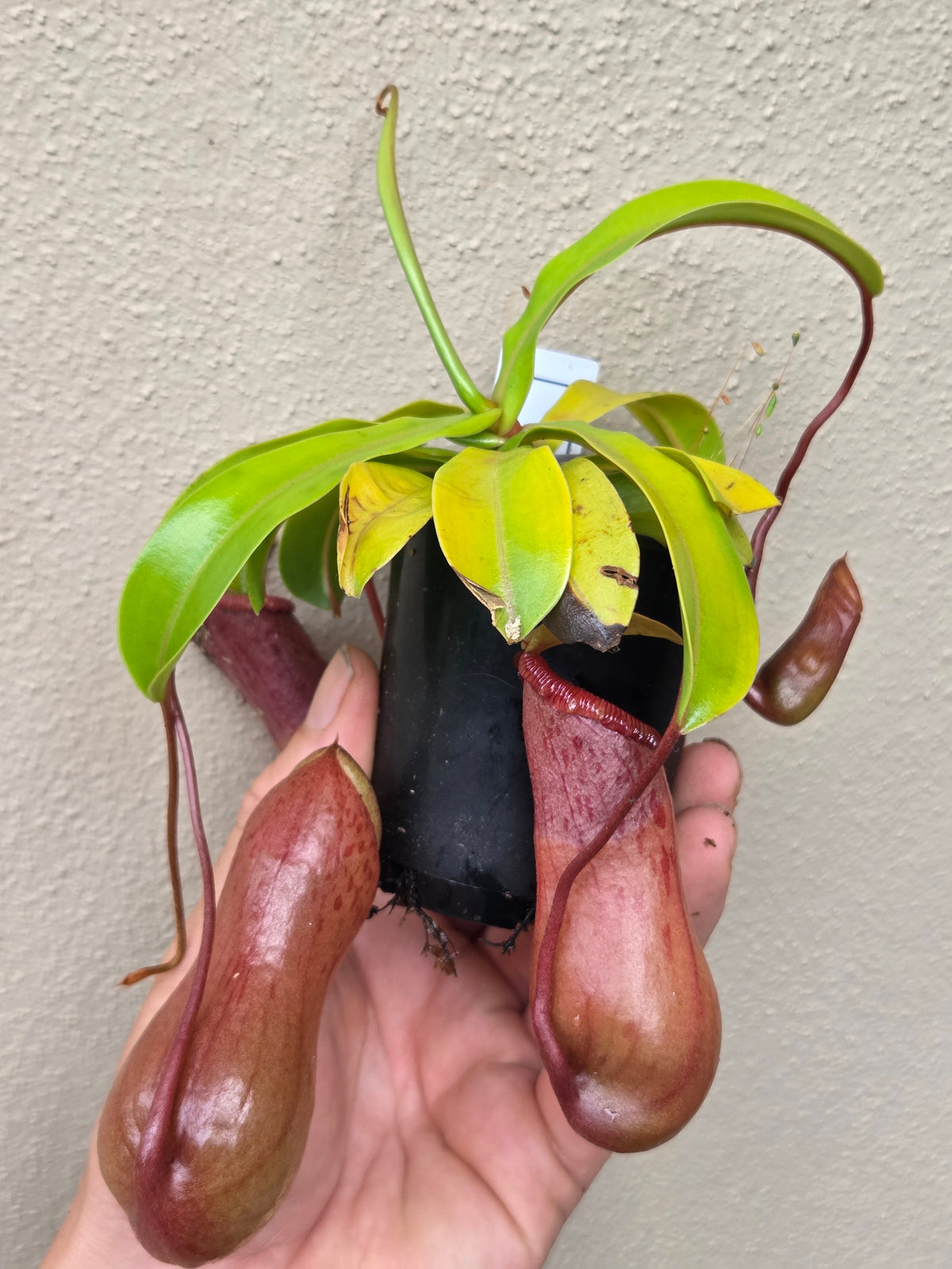 Nepenthes ventricosa 'Red'