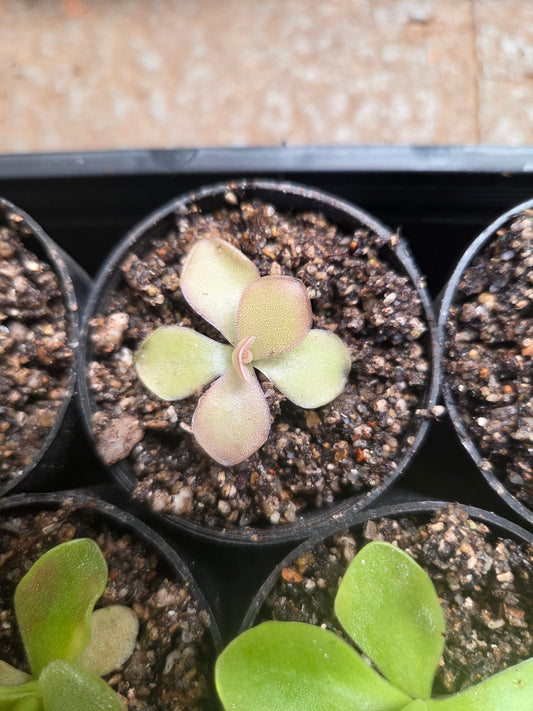 Pinguicula emarginata x gypsicola (Small)