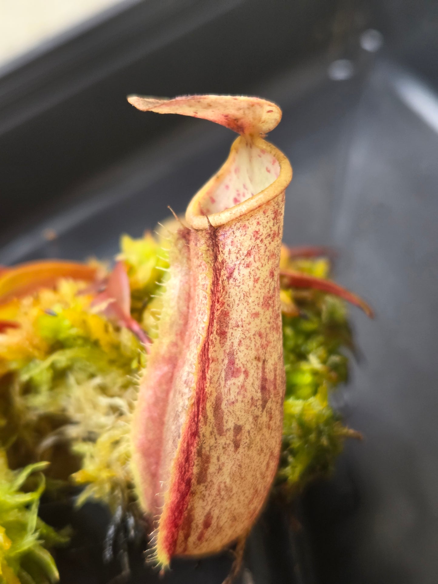 Nepenthes neoguineensis BE - 4539