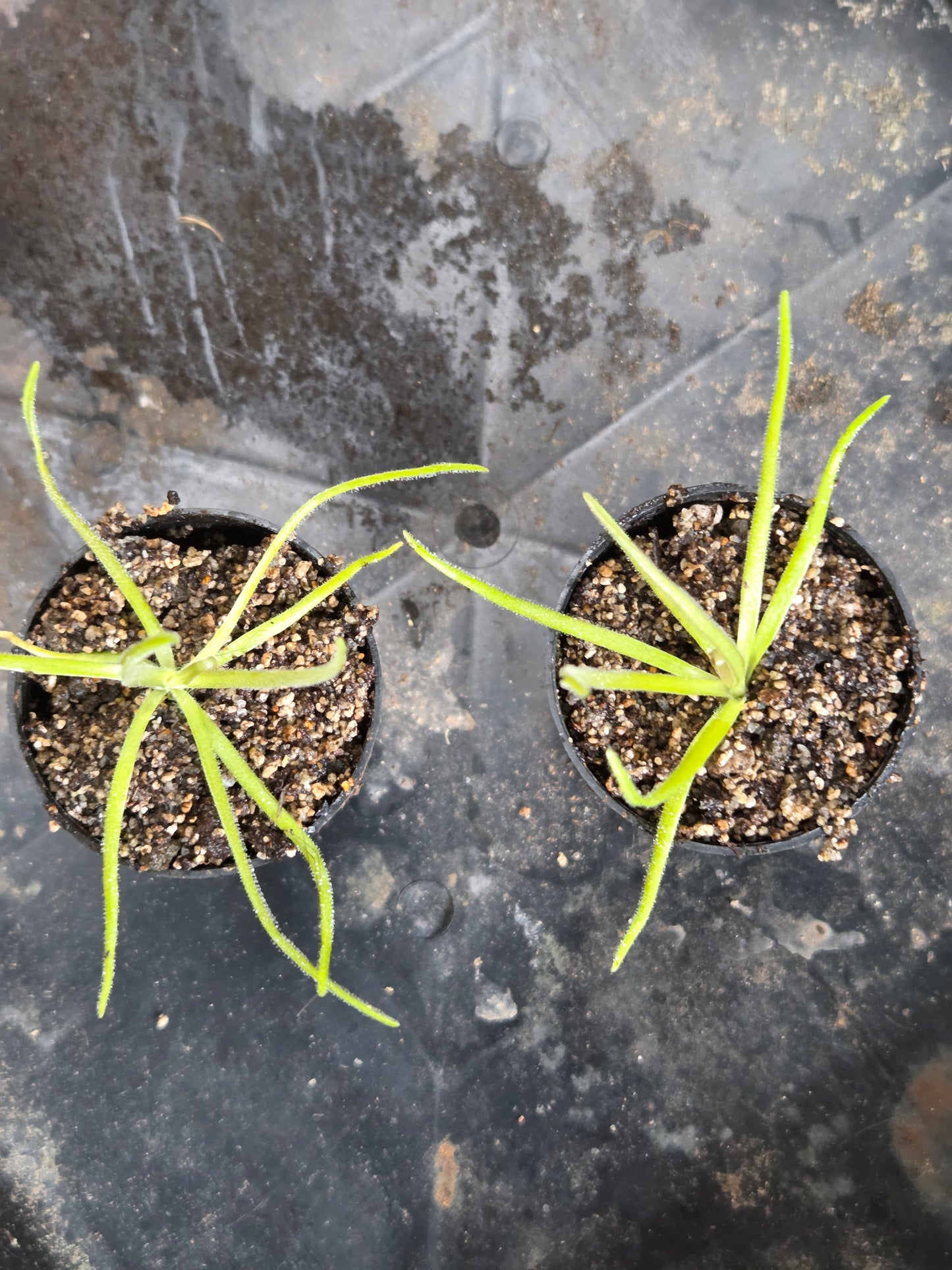 Pinguicula gypsicola x moctezumae (Medium)