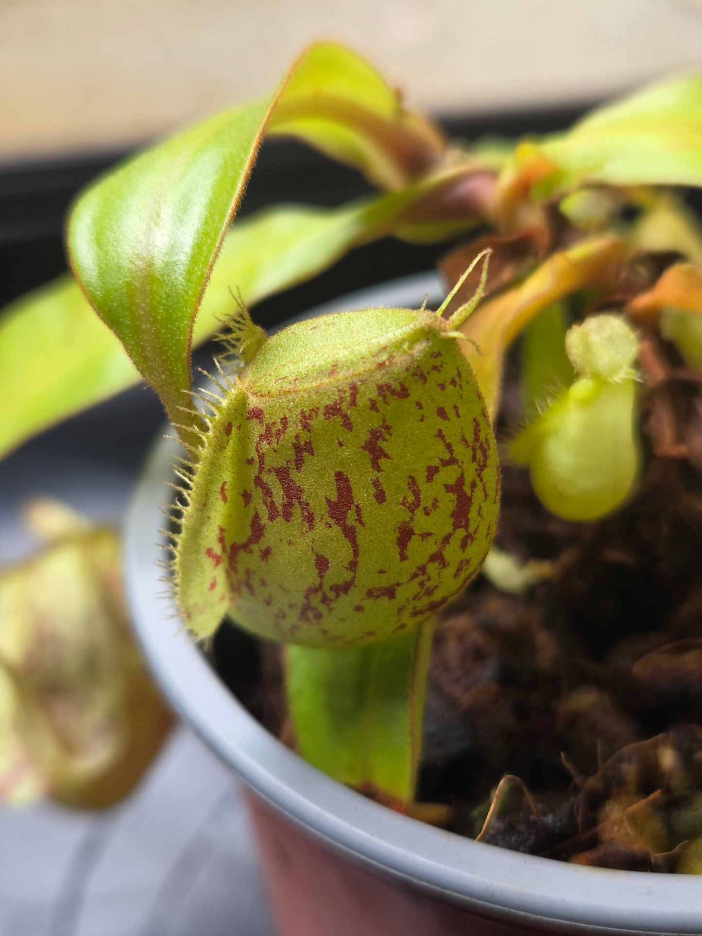 Nepenthes ampullaria "Jabore"