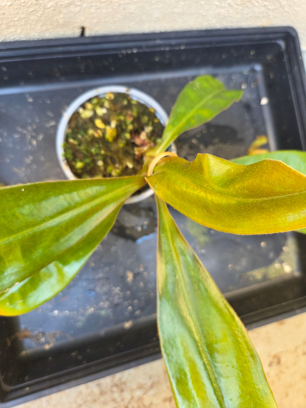 Nepenthes (viking x rafflesiana) x ampullaria (Large)