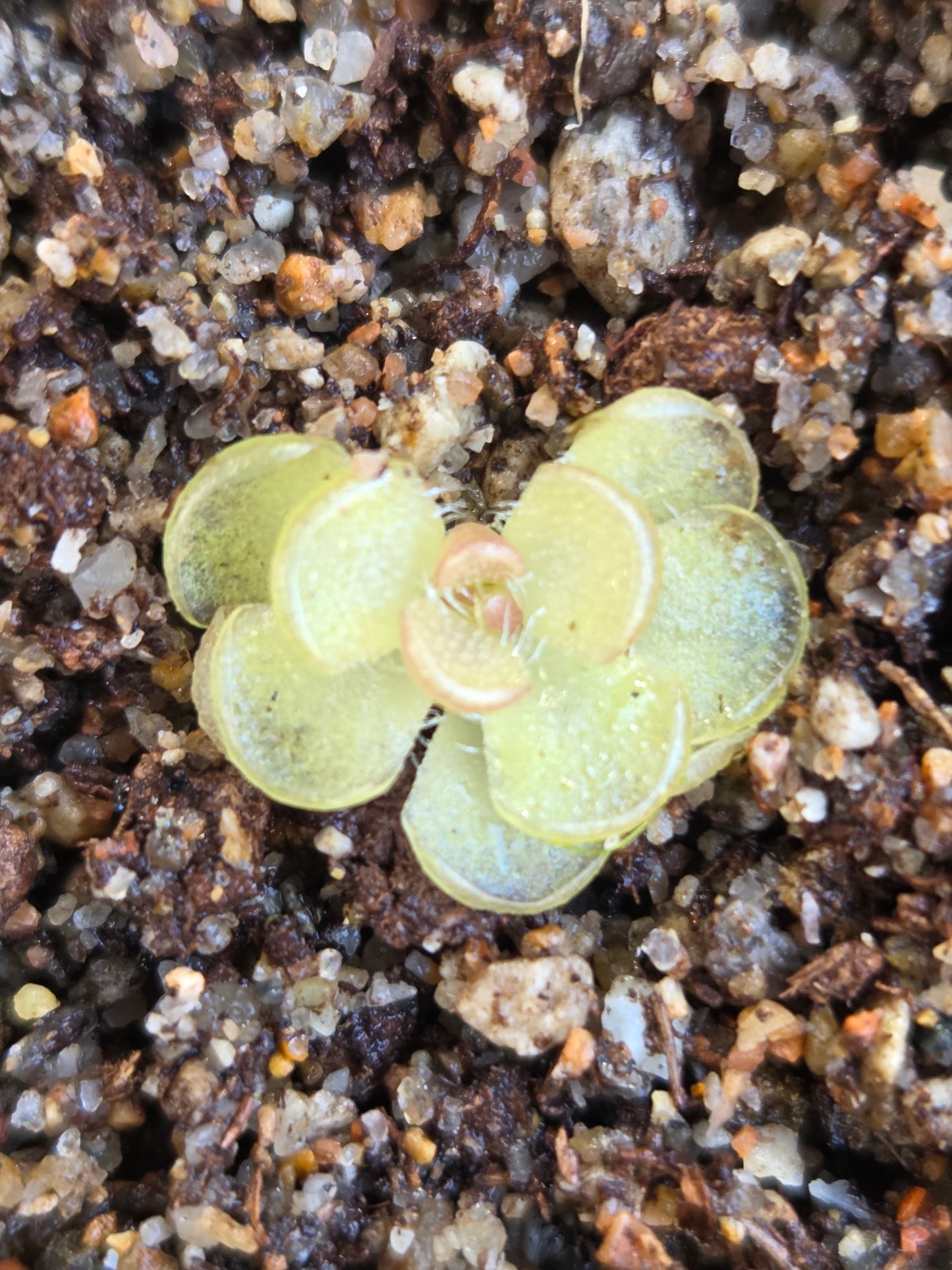 Pinguicula kondoi (Medium)