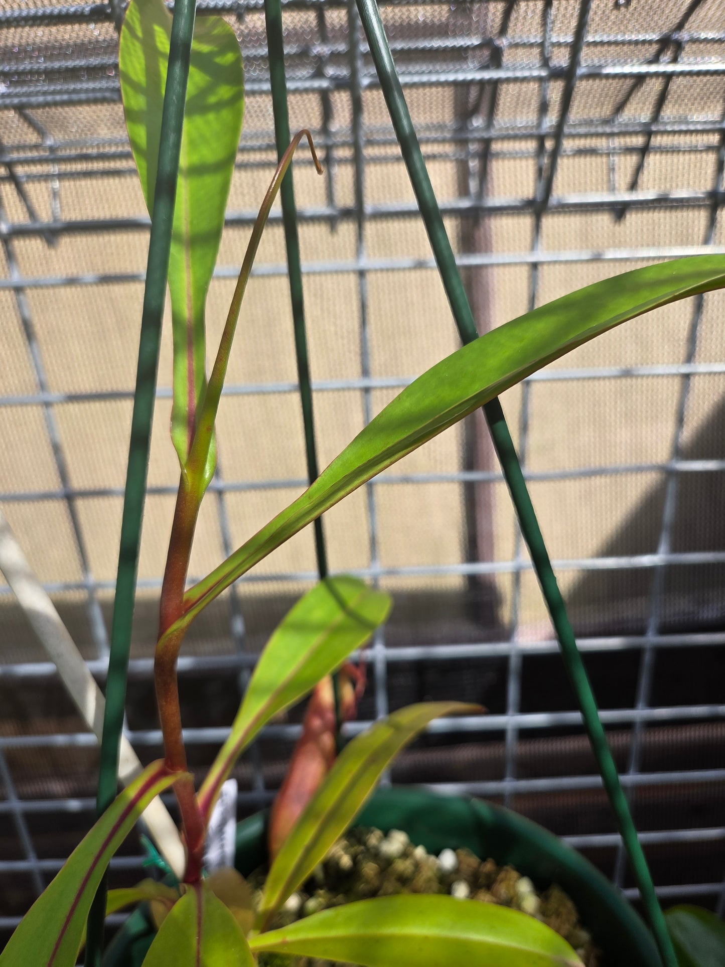 Nepenthes eustachya x bokorensis